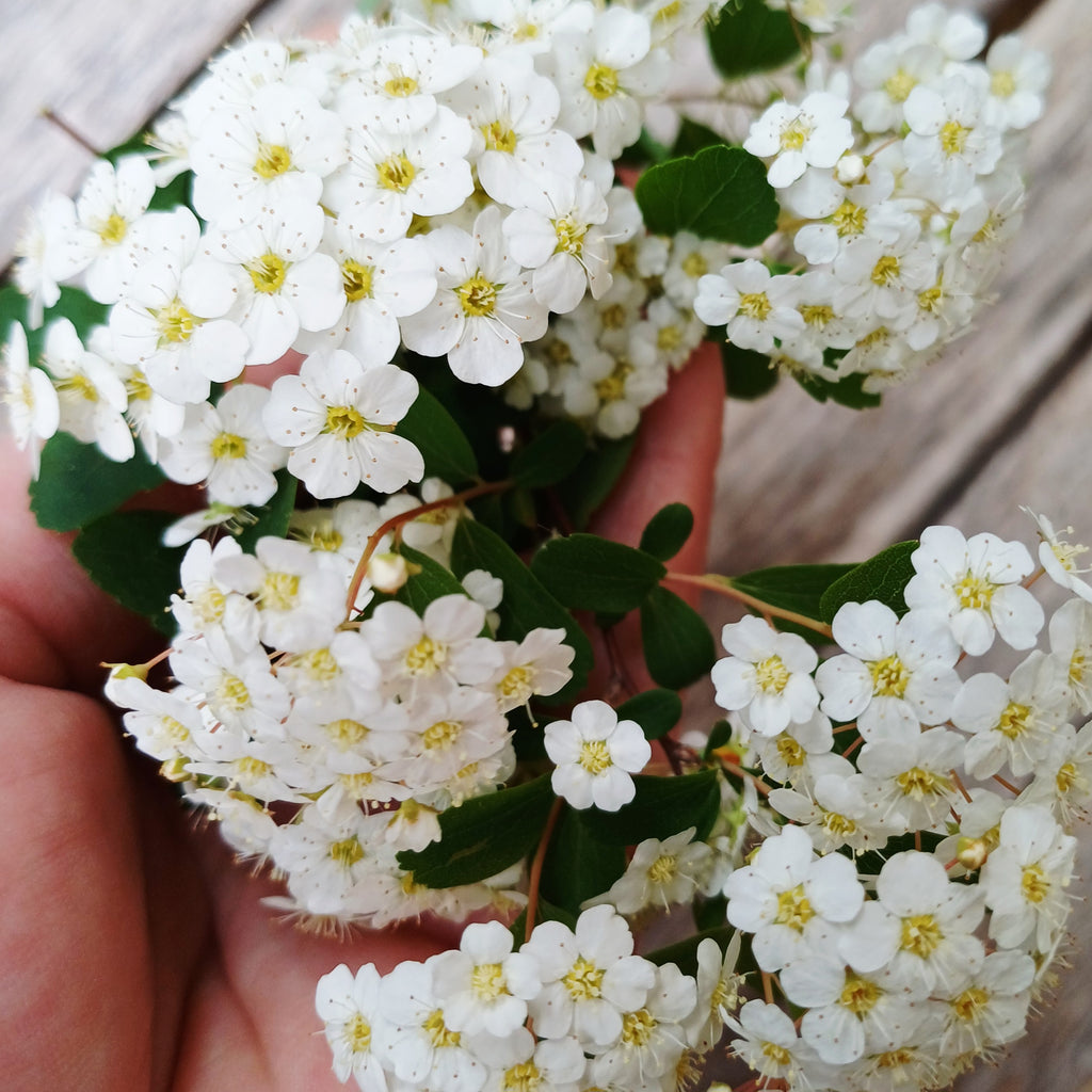 Boucles d'oreilles Éclat de Spirées – Pureté et Nature